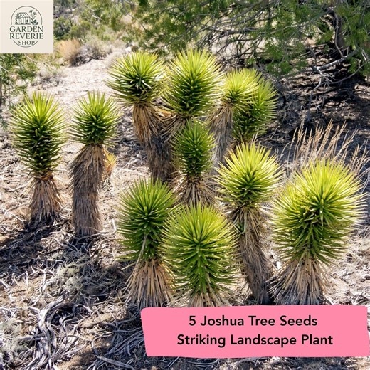 5 Joshua Tree Seeds, Desert Yucca Plant, Yucca Brevifolia Native Tree - Etsy