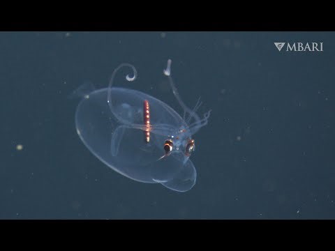MBARI's spectacular deep-sea sightings from 2025—in stunning 4K