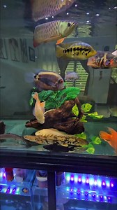 The Albino Mosaic Oscar 🐟 Is a species of fish from the cichlid family known under a variety of common names, including tiger oscar, velvet cichlid, and marble cichlid. In tropical South America, where the species naturally resides, A. ocellatus specimens are often found for sale as a food fish in the local markets. The fish has been introduced to other areas, including India, China, Australia, and the United States. It is considered a popular aquarium fish in Europe and the U.S. #albinooscar #