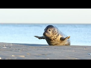 The release of Jutter 🦭🌊