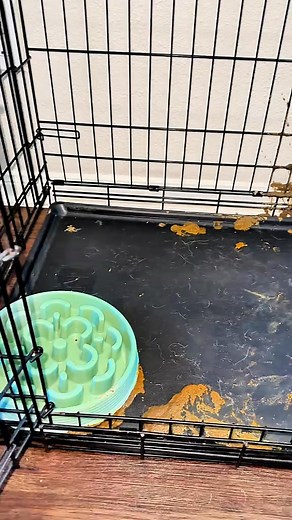 K.O.E. Kennel Odor Eliminator – Freshens Fast!  Apricot & Fresh scents fight strong pet odors 離 Safe, non-enzymatic formula  16oz concentrate – just dilute & spray  Pet & kennel safe, no harsh chemicals Say goodbye to stink and hello to fresh! ✨ | Successety | Facebook