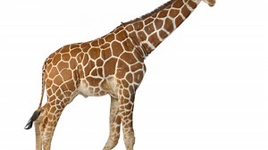 Girafele – patru specii diferite