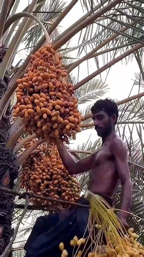 ഈന്തപ്പഴം നിർമ്മിക്കുന്നത് കണ്ടിട്ടുണ്ടോ #shorts #trending #viral #facts #ytshorts #youtubeshorts