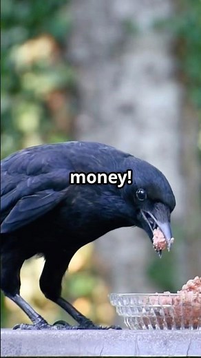 Why Owning a Crow is ILLEGAL!! #crows