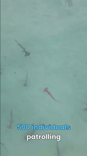 Hammerhead's Mysterious Social Life Revealed