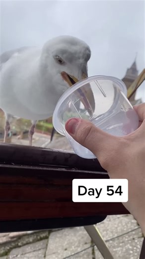 Day 54 of feeding my pet seagull - stevens trying out a new diet this week, getting his summer bod ready 🥺 #fyp #foryou #seagull #bird