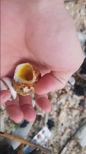 Pick Up Shells With Robin - Ez16