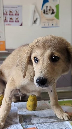 Puppy Crying in Pain With Broken Legs Saved in Time