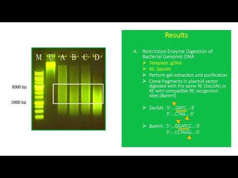 How to Perform Restriction Enzyme Digestion