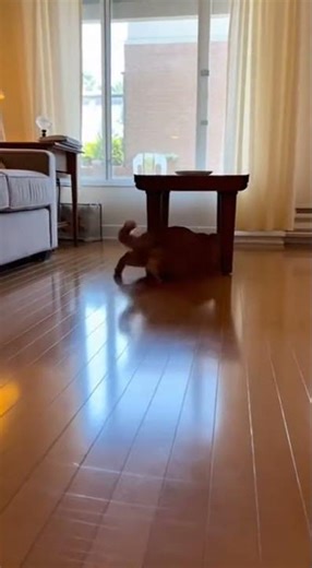 Chonky Cat Defies Physics With Hilarious Sprint! 💨