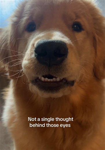 Golden Retriever's Hilarious Moments Caught on Camera