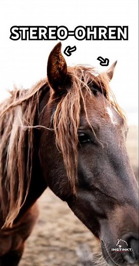 Pferde hören links & rechts gleichzeitig 🐴