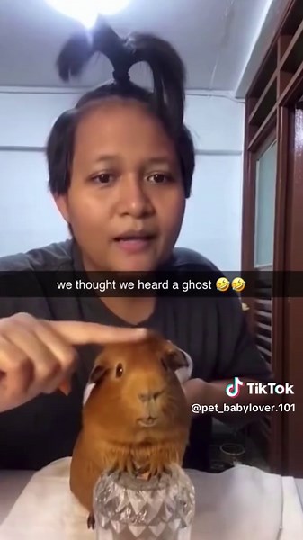 Comportamiento Divertido de Hamsters: Risas Garantizadas