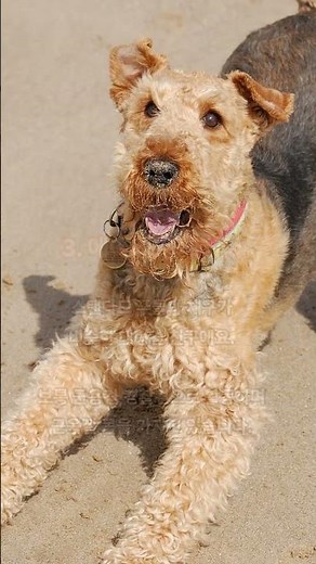 털 안빠지는 대형견 종류 TOP 4 #강아지