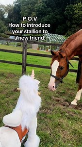 26K views · 1.5K reactions | How to introduce your stallion to a new field mate. #Stallion #horses #sox #stallion #stud #dragon #showjumping #horsetrainingtips #fyp | Tanya Tydeman | Facebook