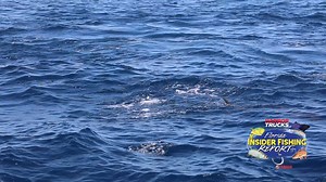 HOOKED ON SAILFISH Tune into the @FloridaInsiderFishingReport for this weeks episode. Trolling, kite fishing and free lining are all ways you can catch a sailfish, but once you set the hook, you're in for a fight and a show! This week is all about Sailfish! You can watch on FoxSports • Thursday: 5 pm & 11 pm • Friday:11:30 am & 4:30 pm • Saturday: 9:30 am | Reel Legends | Facebook