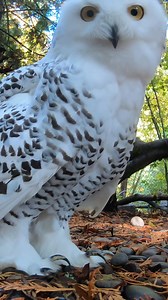 walk it owlt | Oregon Zoo