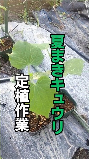 【家庭菜園】8月 キュウリの定植 #夏秋キュウリの育て方 #shorts #キュウリ栽培