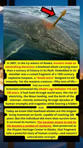 THE WHALE THAT DEFEATED TIME: A CENTURY-OLD SURVIVOR OF HUMAN HARPOONS