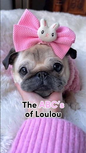 Everything you need to know about LOULOU 🙌🏼🩷 #pug #dog #adorable
