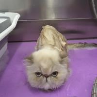 How To Bathe Your Cat