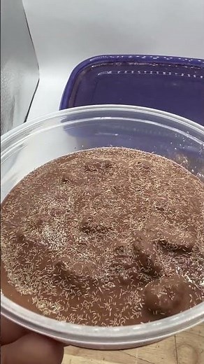 Checking the moisture in your Springtail (Folsomia candida or Collembola) culture