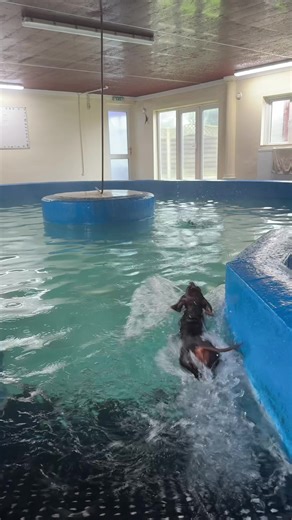 No one gets in between Hazel and her swimming lessons 💪 #dogswimming #swimmingdogs #dachshund #miniaturedachshund #sausagedog