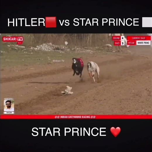 STAR PRINCE ❤️ vs HITLER #greyhound #dogshorts #dogs