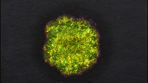 Growth of a marine bacterium (Cellulophaga lytica) on agar | 2022 Small World in Motion Competition