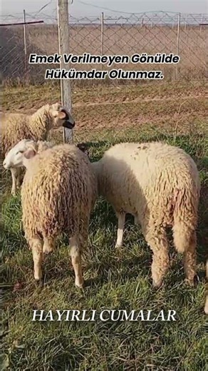 Küçükbaş Hayvancılık Hobi Koyun Çiftliği & Sheep Farming #sheepfarming #lambslife