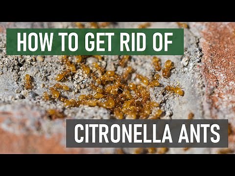 How to Get Rid of Citronella Ants (Larger & Little Yellow Ants) [4 Easy Steps]