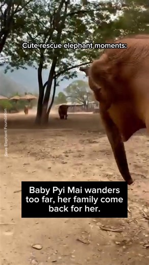 Elephants, like any animal, human or non-human, deserve to live a dignified life with their loved ones. Thank you Save Elephant Foundation - มูลนิธิอนุรักษ์ช้างและสิ่งแวดล้อม for giving this family the home they need to live happily and safely 💚🐘🐘 🎥 Emmy for Animals x Vegan FTA Clips from Save Elephant Foundation - มูลนิธิอนุรักษ์ช้างและสิ่งแวดล้อม #elephant #family #rescueelephants #rescuedanimals #elephantlovers | Emmy for Animals