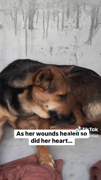 Happy Dog Smiling: Finding Hope in Little Moments