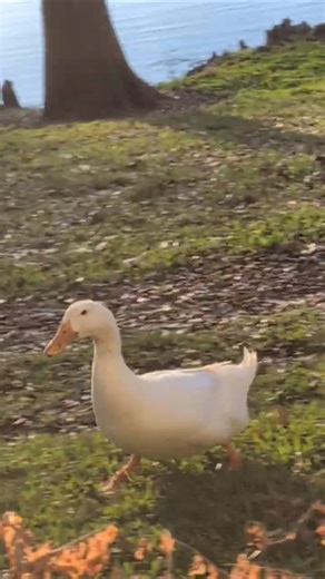 Hilarious to Watch Black Muscovy Duck Trotting with Pekin Duck Past Our Screened Porch! Oviedo