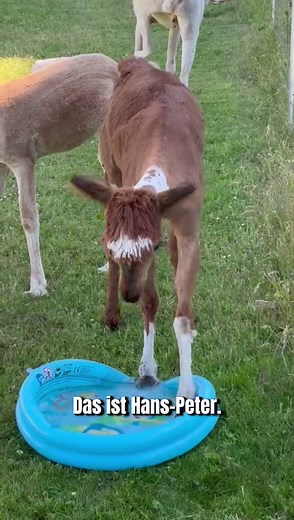 Funny Alpaca: Hans-Peter Makes You Laugh!