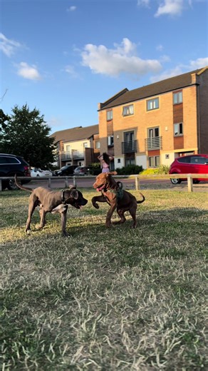 Playful Dogs in the Park: A Heartwarming Moment