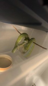 3.1K views · 86 reactions | If you’re wondering why she’s in a...