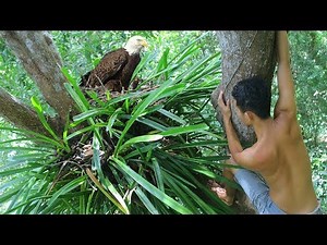 Primitive Research Baby Eagles and Pick up baby Eagle on Tree in the forest | Wilderness Life