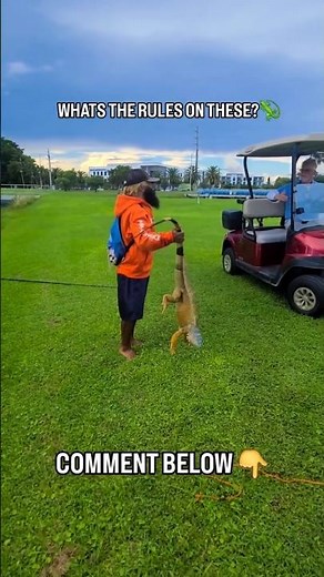 CATCHING BIG LIZARDS! #iguana #fyp