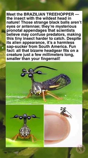 Brazilian Treehopper: Nature’s Tiny Alien with a Crazy Head!