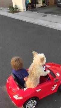 Dog drives little Boy in car.....Daisy Driving Oliver