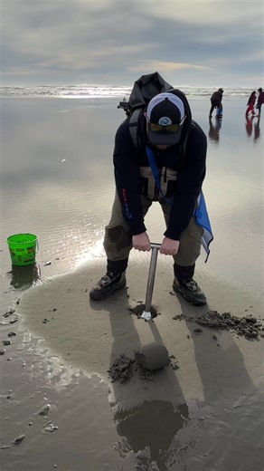 Exploring Razor Clams in the PNW