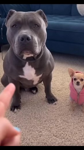 3K views · 121 reactions | Definitely understand the assignment everytime 藍 #funnyvideos #dog | Heather Pllayer | Facebook