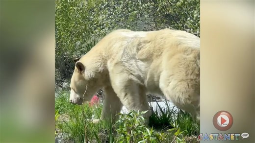 BC Wildlife Park's spirit bear, other bruins stretching legs after long winter nap