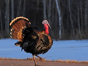 Falmouth Academy Celebrates 25 Years Of Chase The Turkey Fun Run