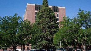 Iconic tree will move via system that’s ‘like giant hot dogs’