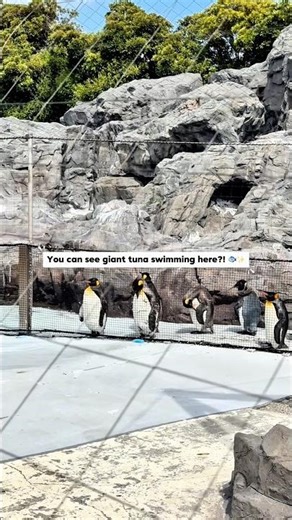Tokyo Sea Life Park Tokyo Japan 🇯🇵 Giant Tuna Aquarium in Tokyo