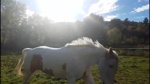 Hilarious Horse Farting While Running