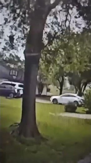 Dog with history of attacks, targets child. Sherman says friendly. #Shermantexas, #grayson #Sherman