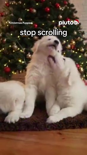 In my 🧣✨cozy era.✨🧣 Grab a cup of hot cocoa and check out these holiday offerings on Pluto TV! #PlutoTVHolidays 🎁 Christmas Puppies 🎁 Crackling Fireplace 🎁 Christmas Tree & Piano Music